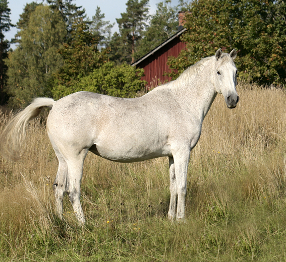 Dark Lady x (50 % ox), skimmel sto född 1994 (e. Eldorado ox 831 – u. Svarta Maja xx e. Toe Hold xx). Uppfödare: Lena Bengtsson, Stensnäs Anglostuteri. Foto: Anki Lundberg, 16 september 2009 Bor, Småland.