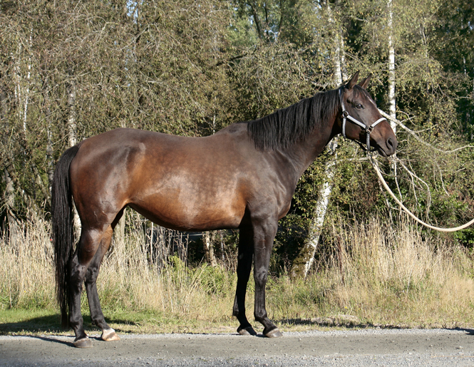 High Spirit x (25 % ox), sto brun född 2001 (e. Kilroy 9801 – u. Svarta Maja xx e. Toe Hold xx), mkh: 162 cm. Uppfödare: Lena Bengtsson, Stensnäs Anglostuteri. Foto: Anki Lundberg, 19 september 2009 Bor, Småland.