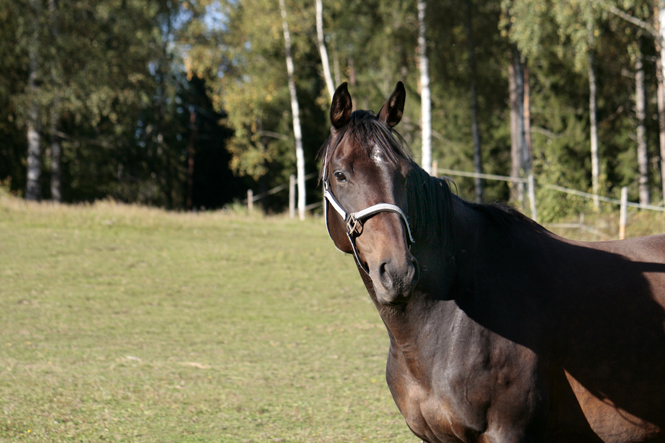 high_spirit3_19sept09_665.jpg