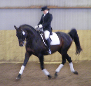 Kilroy x (50 % ox), brun, B-premierad, e. Danser ox – u. Miss Forsyte xx e. Pan (e. Carnoustie). Ryttare: Martina Andersson. Uppfödare & ägare: Stensnäs Anglostuteri, Bor.