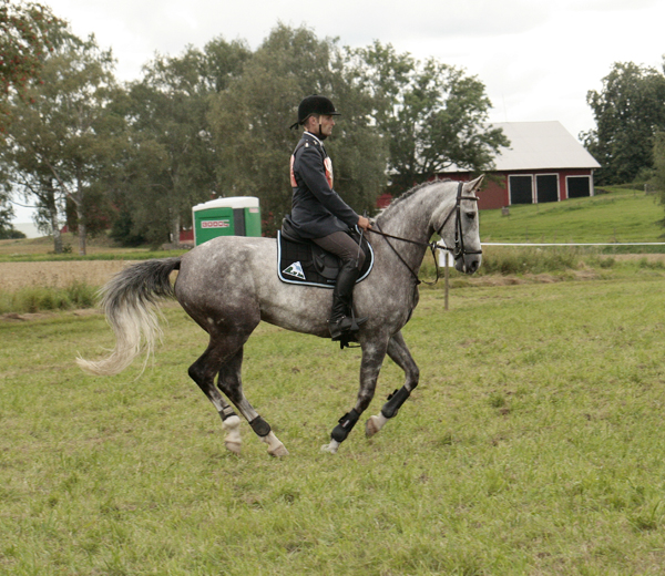 Fälttävlan i Mantorp, 15–16 augusti 2009: Kon-Tiki x har den 16 augusti 2009 på 90-fälttävlan i Mantorp med Johan Lundin som ryttare kvalat till Breeders Trophy i fälttävlan på Plönningegymnasiet den 5–6 september 2009. Kon-Tiki x (64,505 % ox), skimmel sto född 2004 (e. Business x – u. Geili ox e. Dworak). Foto: Anki Lundberg.