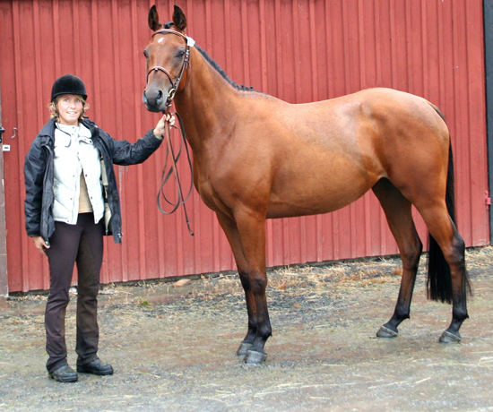 Milagra de Sotto x (50 % ox), sto brun född 2003, (e. Milagro ox – u. Sotto Voce xx e. Talinum xx). Uppfödare: Eva Henrysson, Sösdala. Ägare: Sofia Lindwall-Ek, Växjö.