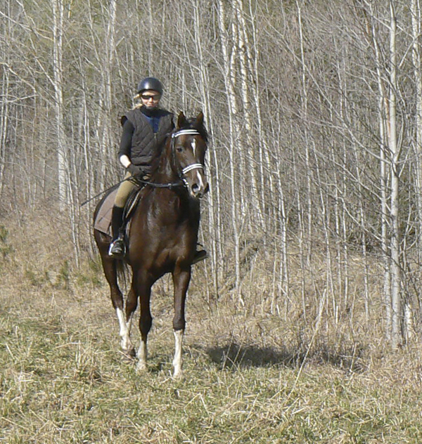 Shah Habib ox född 2005 (e. Elcatero), 10 april 2009 på träningsfältet i Stångeland. Ryttare: Anki Lundberg. Foto: Kenth Konradsson, Gamleby, Småland.
Shah Habib har 32,336425 % Crabbet-blod. Shah Habibs moder, Shananaa, har 42,797851 % Crabbet-blod. Fadern Elcatero har 21,875 % Crabbet-blod. Eldorado har 18,75 % (farfar).
