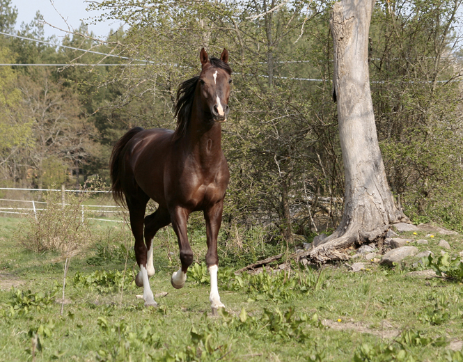 Shah Habib ox född 2005 (e. Elcatero). Shah Habib har 32,336425 % Crabbet-blod. Shah Habibs moder, Shananaa, har 42,797851 % Crabbet-blod. Fadern Elcatero har 21,875 % Crabbet-blod. Eldorado har 18,75 % (farfar). Foto: Anki Lundberg, 3 maj 2009, Gamleby, Småland.
