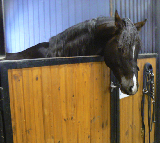 Shah Habib ox, hingst mörkfux född 2005, (e. Elcatero – u. Shananaa e. Figaro). Shah Habib har som treåring under 2008 tävlat på galoppbanan i Warszawa i Polen. Uppfödare och ägare: Stuteri Tjust araber, Gamleby, Småland. Shah Habib är helbror med Shah Khan som sålts till Förenade Arabemiraten i juli 2008. Även helsyskon med Årets bästa sto i svensk arabgalopp (SAGK) Shaninja 2002 samt Shadorah 2003. Foto: Anki Lundberg, februari 2009.