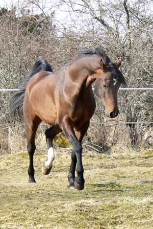 Brun. Shatero ox, mörkbrun valack född 2000 (e. Elcatero – u. Shananaa e. Figaro), mkh: 156 cm. Uppfödare: Stuteri Tjust Araber, Stångeland, Gamleby. Foto: Anki Lundberg, april 2008, Gamleby Småland.