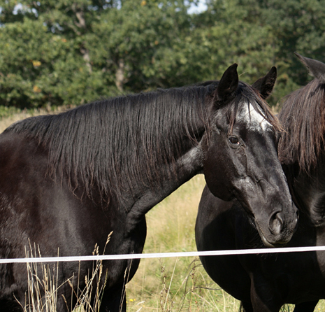 Svarta Maja xx, sto svart född 1982 (e. Toe Hold – u. Careless e. Caracas e. Carnoustie). Mor till 7 angloavkommor, samtliga ston: New Dawn, Dark Lady, Nikita, Baccara, Noblezze, Black Jewel och High Spirit. Ägare: Lena Bengtsson, Stensnäs Anglostuteri. Foto: Anki Lundberg, 16 september 2009, Bor, Småland.