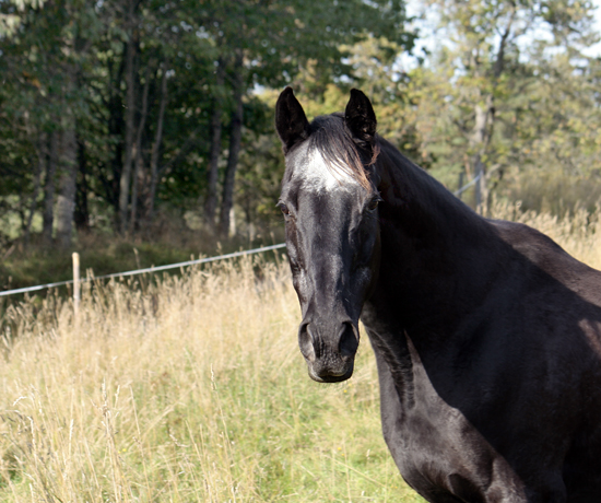 Svarta Maja xx, sto svart född 1982 (e. Toe Hold – u. Careless e. Caracas e. Carnoustie). Mor till 7 angloavkommor, samtliga ston: New Dawn, Dark Lady, Nikita, Baccara, Noblezze, Black Jewel och High Spirit. Ägare: Lena Bengtsson, Stensnäs Anglostuteri. Foto: Anki Lundberg, 16 september 2009, Bor, Småland.