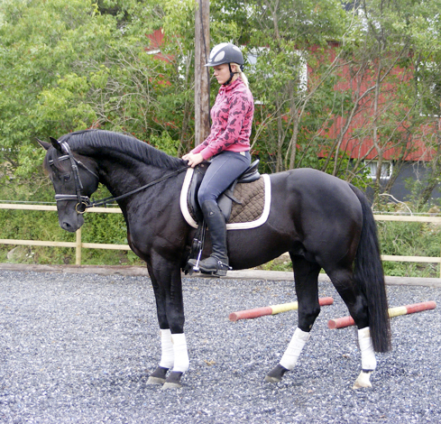 Vicky Hansen och Zalmiyac x (25 % ox) svart hingst född 2002, mkh:163 cm, (e. Come Fast xx – u. Rebecca x e. Danser ox). Zalmiyac är den första angloaraben i Sveriges som tilldelats 10 poäng på typ. 46 poäng på Angloriks 2008. Uppfödare och ägare: Lena Bengtsson, Stensnäs Anglostuteri, Bor, Småland. Foto: Lena Bengtsson, juli 2008.