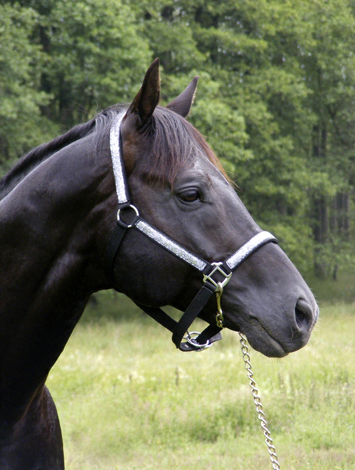 Zalmiyac x (25 % ox) svart hingst född 2002, mkh:163 cm, (e. Come Fast xx – u. Rebecca x e. Danser ox). Zalmiyac är den första angloaraben i Sveriges som tilldelats 10 poäng på typ. Uppfödare och ägare: Lena Bengtsson, Stensnäs Anglostuteri, Bor, Småland. Foto: Lena Bengtsson, juni 2008.