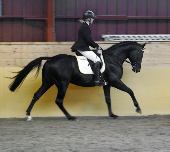 Vicky Hansen och Zalmiyac x (25 % ox) svart hingst född 2002 (e. Come Fast xx – u. Rebecca x e. Danser ox). Angloriks 2008, Plönningegymnasiet, Halmstad: Zalmiyac tilldelades utställningens högsta delpoäng – 10 på typ. Exteriörpoäng: 46, klass I. Foto: Camilla Björklund, augusti 2008.