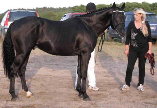 Zalmiyac x (25 % ox), svart hingst född 2002 (e. ComeFast xx – ue. Danser ox ). Uppfödare: Stensnäs Anglostuteri. Bilden är tagen på Angloriks 2008. Foto: Elizabeth Ernflykt, E & G equistrian.