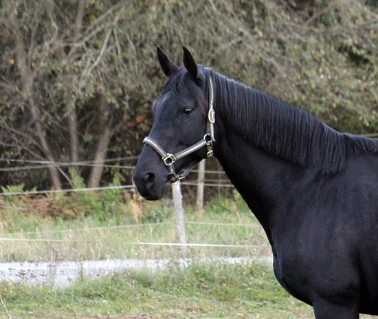 Zelica x (25 % ox), svartbrunt sto född 1992 mkh: 162 cm, (e. Zinsky xx 787 – u. Rebecca x e. Danser ox). Uppfödare: Lena Bengtsson, Stensnäs Anglostuteri. Foto: Anki Lundberg, 19 september 2009, Bor, Småland.