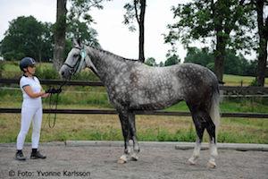 Tingeling AA f. 2009 e. Business AA u. Texas Ros
                xx, uppf o gare Maud & Hans Delling, Lejeby
                Stuteri, Laholm. 75% och guld p Ekess 2016.