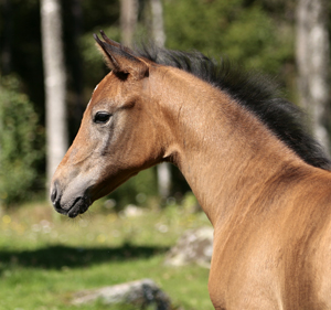 Alwatoria (50 % ox),
                  sto, e. Kilroy x  u. New Dawn x e. Bajano ox, 8
                  veckor gammal p bilden. Fdd 2007, uppfdare: Malin
                  Palm, Vrigstad.