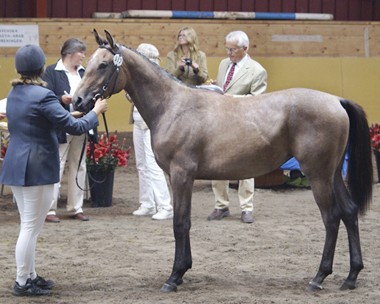 Malin Palm och Alwatoria x (50 % ox) skimmel sto född 2007 (e. Kilroy x – u. New Dawn x e. Bajano ox). Angloriks 2008, klass; unghästar födda 2007, exteriörpoäng: 8,8,7,8,7,6 = 44, silver. Foto: Camilla Björklund, 2008.