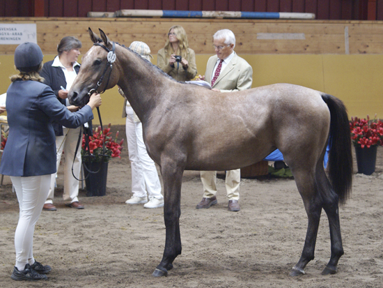 Malin Palm och Alwatoria x (50 % ox) skimmel sto född 2007 (e. Kilroy x – u. New Dawn x e. Bajano ox). Angloriks 2008, klass; unghästar födda 2007, exteriörpoäng: 8,8,7,8,7,6 = 44, silver. Foto: Camilla Björklund, 2008.