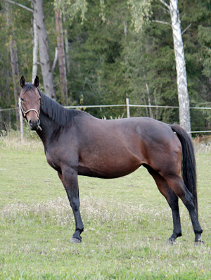 Amazing Grace x (25 % ox), sto brun född 2002 (e. Kilroy 9801 – u. Road Block xx e. Warpath xx), mkh: 167 cm. Uppfödare: Lena Bengtsson, Stensnäs Anglostuteri. Foto: Anki Lundberg, 19 september 2009 Bor, Småland.