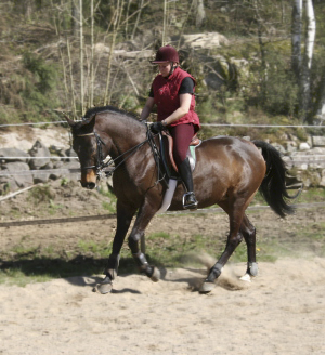 Hägnens Aniara x (62,5 % ox), sto, mörkbrun, e. Zamiar ox – u. Sheila x e. Stove Friend xx. Uppfödare: Pia Jorunger, Ullared i Halland. Ägare och ryttare: Marianne Ekvall, Mölnlycke.