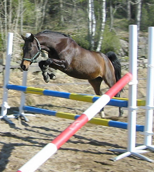 Hägnens Aniara x (62, 5% ox) är mor till anglostoet Hägnens Eurydike (31,25 % ox) efter Kings Bonus xx 798 (GB). Hägnens Eurydike är i sin tur mor till anglo-avkommorna Happiness H och Buzzy H efter Business x.