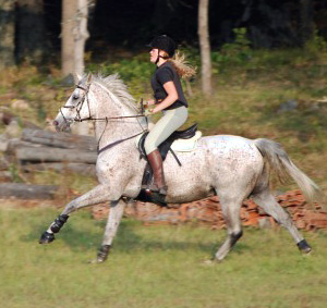 Anitratus x (30,99 % ox), skimmel valack, mkh:163 cm, e. Stubin x – u. Ariane x e. Phaeton x. Ryttare: Carolina Kjellström, Vallentuna. Uppfödare: Helene Hjälmdahl, Karlskrona. Foto: Tomas Kjellström. Se Anitratus webbsida här.