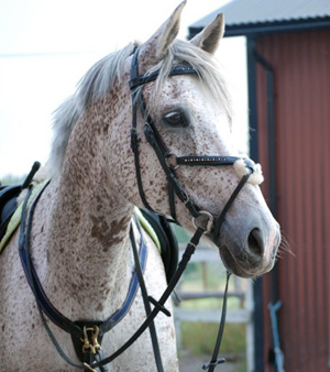 Anitratus x (30,99 % ox), skimmel valack, mkh:163 cm, e. Stubin x – u. Ariane x e. Phaeton x. Uppfödare: Helene Hjälmdahl, Karlskrona. Foto: Tomas Kjellström.