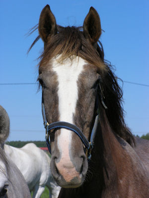 Björkängs Antique x (37,96 % ox), sto skimmel född 2007 (e. Business x – u. Miss Phaeta x e. Phaeton x). Uppfödare: Uppfödare: Madelen Ohlzon, Töreboda. Stam på modern: Miss Phaeta x (46,91 % ox) skimmel (e. Phaeton x 812 32, 33 % ox – u. Minette 62,50 % ox) e. Marabou x 811 50 % ox).
