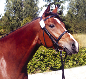 Born To Be Bright x (62,5%), sto (e. Elcatero ox – u. Morning Victory x e. Wildvogel xx) har lämnat anglo-avkomman Stornäs Miqrona (31,25 % ox) efter San Quintero xx . Foto: Anki Lundberg