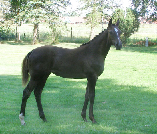 Björkängs Electra x (37,96 % ox), sto skimmel född 2006 (e. Business x – u. Miss Phaeta x e. Phaeton x). Björkängs Electra tilldelades poängen 9,9,8,7,8,9 = 49 på Angloriks 2006, Klass I, Guld och hon kom 2:a i fölklassen. Uppfödare: Madelen Ohlzon, Töreboda.