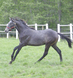 Unghingst. Björkängs Picasso x (21, 875 % ox), hingst skimmel född 2007, (e. Eighty Eight Keys xx – u. Rislyckans Samantha x e. Stubin x). Uppfödare: Björkängs Gård.