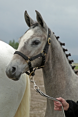 Björkängs Victoria (71,875 % ox) e. Luxor ox – u. Rislyckans Samantha x e. Stubin x på Elmia 2006. Foto: Johanna Lagnevall. Se Björkängs Gårds webbsida här.