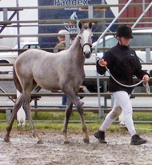 Björkängs Victoria x (71,875 %) e. Luxor ox – u. Rislyckans Samantha x (43,75 %) e. Stubin x (25 % ox), 998888=50p, Klass I, Guld, Bästa föl på Angloriks 2006, Elmia, Jönköping. Uppfödare: Madelen Ohlzon, Björkängs Gård, Töreboda. Modern Rislyckans Samantha blev Årets Anglo 2007 för att hon lämnat goda avkommor, samt Årets Anglo 1998 för sina prestationer i distansritt. Samantha blev AB-premierad hos ASVH 2007.