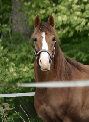 Barabanov ox, fux, valack född 2001 (e. Eldorado SE – u. Besma SE e. Cadyk PL). Uppödare: Åsa Borger, Gunnebo, Västervik. Foto: Anki Lundberg, 21 maj 2009, Gunnebo, Västervik.