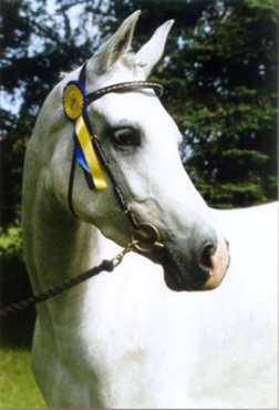 Björkängs Baronessa x (e. Luxor ox – ue. Stubin x ). Foto: Madelen Ohlzon