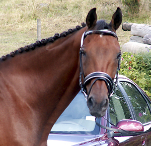 Baryton x (36,59 %), valack, brun, (e. Shiva du Loup x FR – u. Impala Creusoise x FR e. Vote-Bien x FR) vann vetranklassen på Angloriks 2004. Ägare och ryttare: Yvonne Svedelius, Stora Sundby. Uppfödare: Torsten Gårdlund, Lyngby Stuteri, Genarp. Foto: Anki Lundberg.