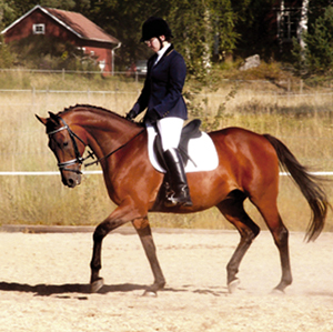 Baryton x (36,59 %), valack, brun, (e. Shiva du Loup x FR – u. Impala Creusoise x FR e. Vote-Bien x FR) vann vetranklassen på Angloriks 2004. Ägare och ryttare: Yvonne Svedelius, Stora Sundby. Uppfödare: Torsten Gårdlund, Lyngby Stuteri, Genarp. Foto: Anki Lundberg.