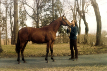 Bellman x, valack brun född 1977 (e. Rebel Fortuna – u. Lisshan x).