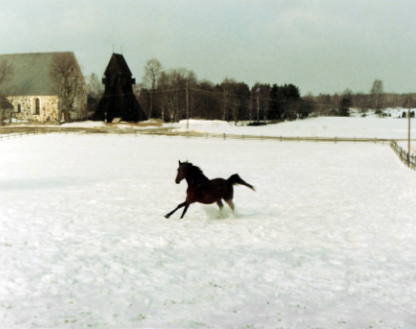 Bellman x, valack brun född 1977 (e. Rebel Fortuna – u. Lisshan x).