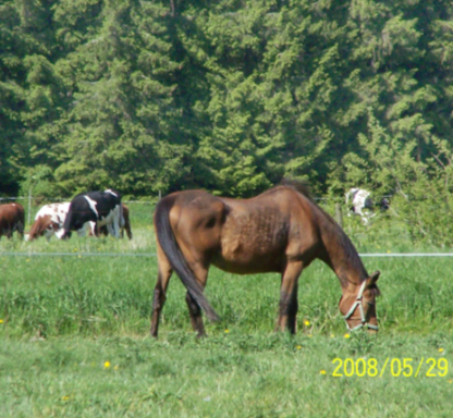 Bellman x, valack brun född 1977 (e. Rebel Fortuna – u. Lisshan x).