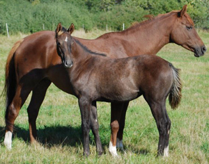 Beyonsè x och Adriana x. Stofölet Beyonsè x (39,505 % ox), född 12 maj 2009 , skimmel (e. Business x) och hennes mor Adriana x (50 % ox) fux (e. Green River xx – ue. Pomar ox). Beyonsè x uppfödare är Sussanne Söderholm i Ösmo, Stockholm. Foto: Foto: Sussanne Söderholm.