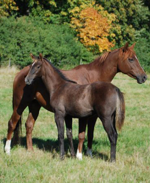 Beyonsè x (39,505 % ox), skimmel sto född 12 maj 2009 (e. Business – u. Adriana x e. Green River xx ue. Pomar ox). Beyonce är Adrianas första avkomma. Uppfödare: Sussanne Söderholm, Ösmo, Stockholm. Foto är taget i september 2009. Foto: Sussanne Söderholm.