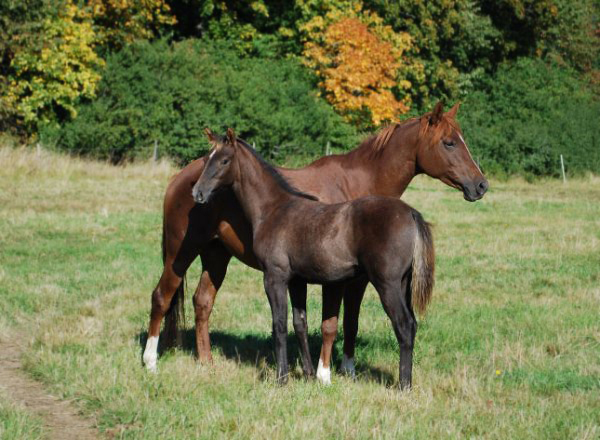 Beyonsè x (39,505 % ox), skimmel sto född 12 maj 2009 (e. Business – u. Adriana x e. Green River xx ue. Pomar ox). Beyonce är Adrianas första avkomma. Uppfödare: Sussanne Söderholm, Ösmo, Stockholm. Foto är taget i september 2009. Foto: Sussanne Söderholm.