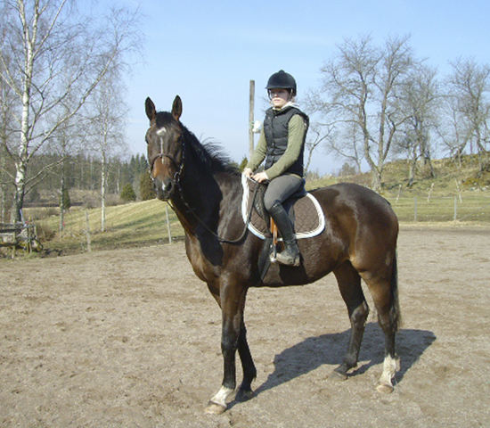 Bombay x, brun valack född 2005 (e. Business x – ue. Golden Profit xx), mkh: 170 cm. Uppfödare: Git Ingemarsson, Vetlanda, Småland.