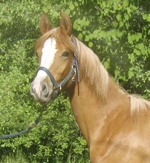Burning Love x (50 % ox), valack fux född 2009 (e. Tiger Bill x – u. Soza ox e. Glaz ox). Uppfödare: Grazeland – Inger Lindegren, Åkersberga, Stockholm. Fotot är taget inför betessläppet 2009.