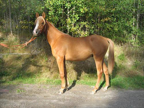 Burning Love x (50 % ox), född 2008 (e. Tiger Bill xx – u. Soza e. Glaz). Burning Love har samma mor som distansstoet El Sobra som tog silver på Lag-SM 2009 i distansritt. Ägare: Antonia och Anastasia Goulden. Uppfödare: Grazeland i Åkersberga.
