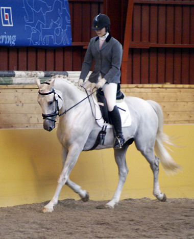 Business x, (29,01 % ox ), hingst skimmel (e. Stubin x ) fick Guldpoäng i avelsklassen på Angloriks 2008 samt blev Bästa Gångartshäst i klassen för hästar 6 år och äldre, ryttare: Alicia Holmén. Uppfödare: Ann Gyllenswärd, Växjö. Foto: Camilla Björklund.
