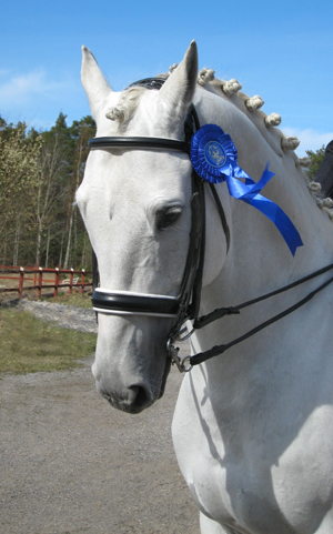 Business x (e. Stubin x) och Lena Gävert blev tvåa i regional LA5 med 66,09 procent på Örebro Fältrittklubbs tävlingar den 19 april 2009. Foto: Alicia Holmén.
