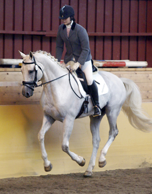 Business x, (29,01 % ox), hingst skimmel (e. Stubin x – ue. Le Gregol x) blev Bästa Gångartshäst på Angloriks 2008, poäng: 9888. Ryttare: Alicia Holmén. Uppfödare: Ann Gyllenswärd, Växjö. Foto: Camilla Björklund.