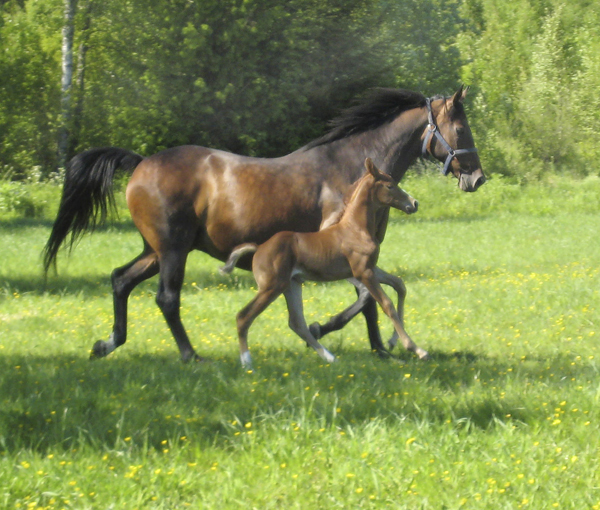 Estelle x (32,8 % ox) fux född 22 maj 2009, e. Business x – u. Esteve x (e. Shiva de Loup x 772 – u. Impala Creusoise x FR e. Votez-Bien x FR). Uppfödare: Lena Gävert i Mullhyttan, Örebro län.