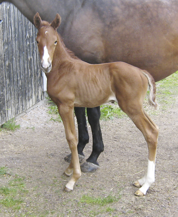 Estelle x (32,8 % ox) född 22 maj 2009, e. Business x – u. Esteve x (e. Shiva de Loup x 772 – u. Impala Creusoise x FR e. Votez-Bien x FR). Uppfödare: Lena Gävert i Mullhyttan, Örebro län.